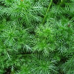 Hottonia palustris