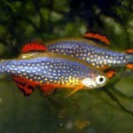 Microrasbora sp. Galaxy Microrasbora sp. Galaxy