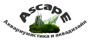 Ascape - аквариумистика и аквадизайн